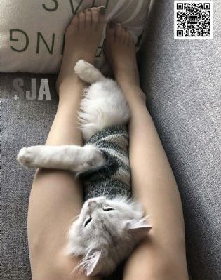 肥猫寻亲记